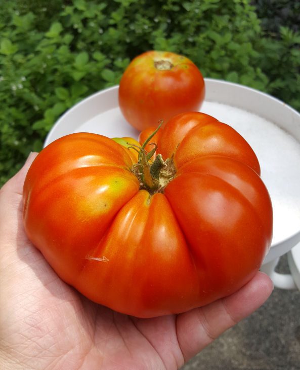 organic-heirloom-tamotes