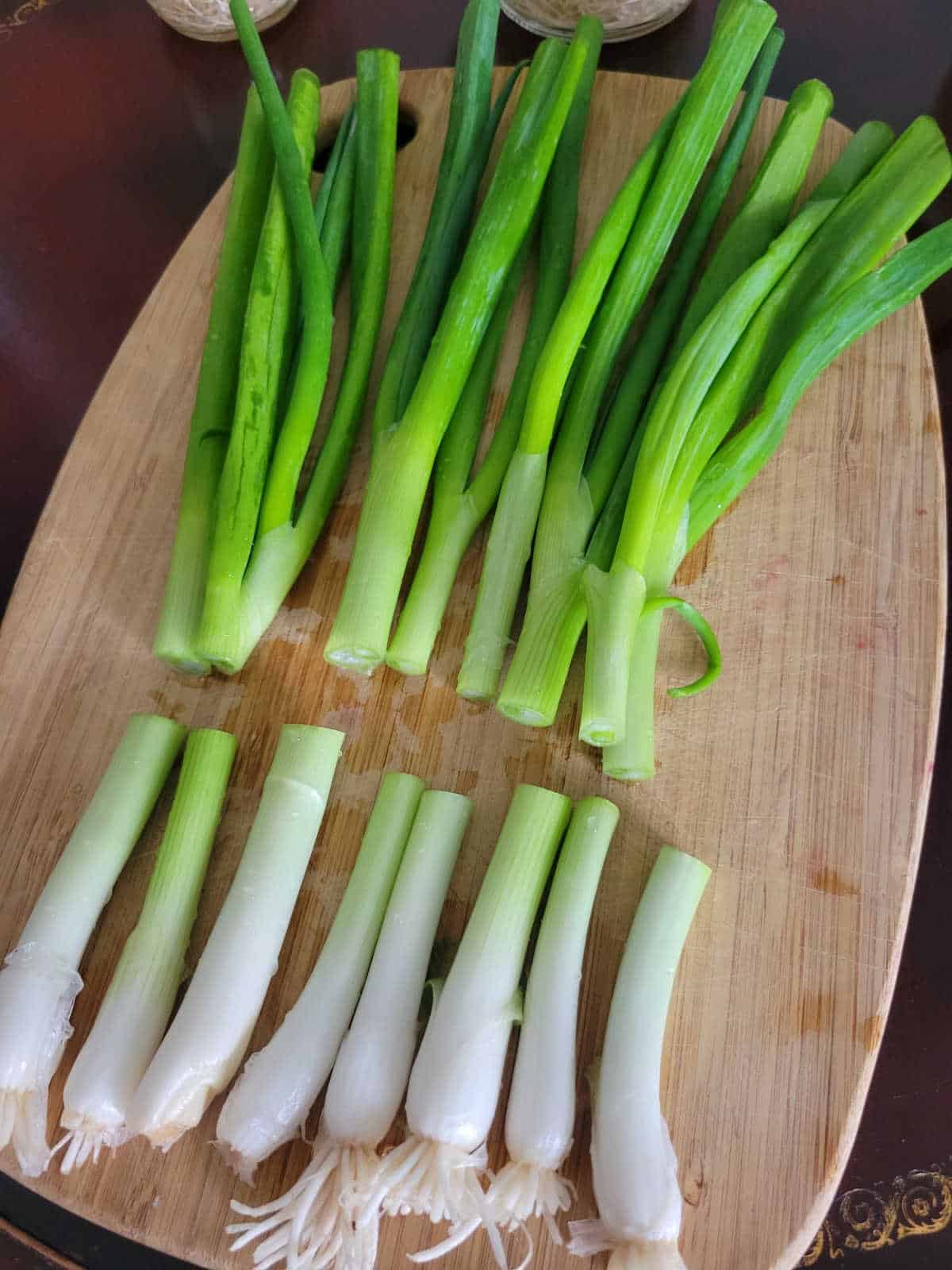 Green onion white ends cut off to regrow on a kitchen counter