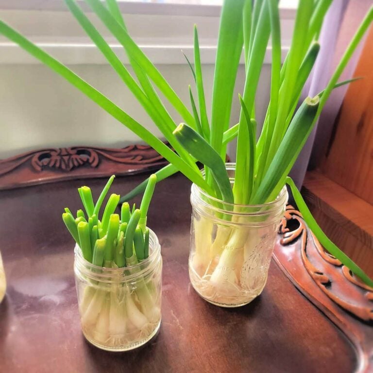 Easy Way to Regrow Green Onions from Scraps