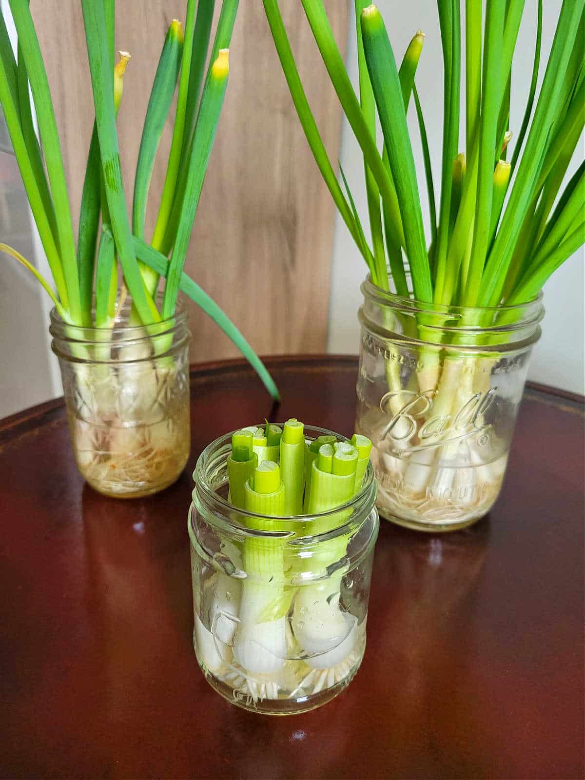 Green onions regrowing in mason jars filled with water on a kitchen counter